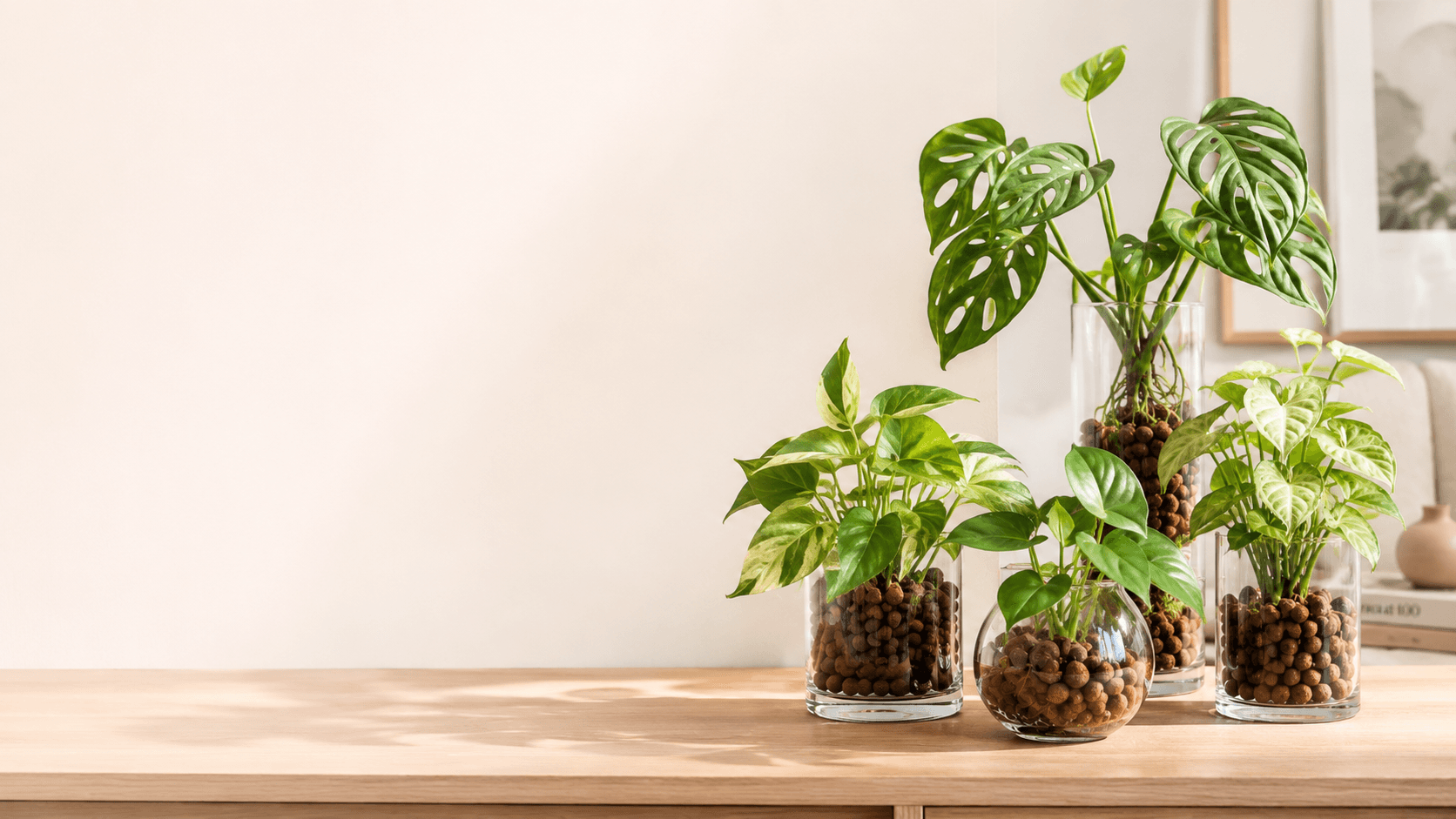Easy-care indoor plants growing in glass LECA vessels