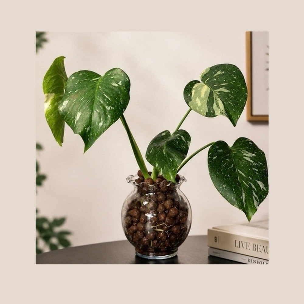 Easy-care indoor plant growing in a reusable glass LECA vessel