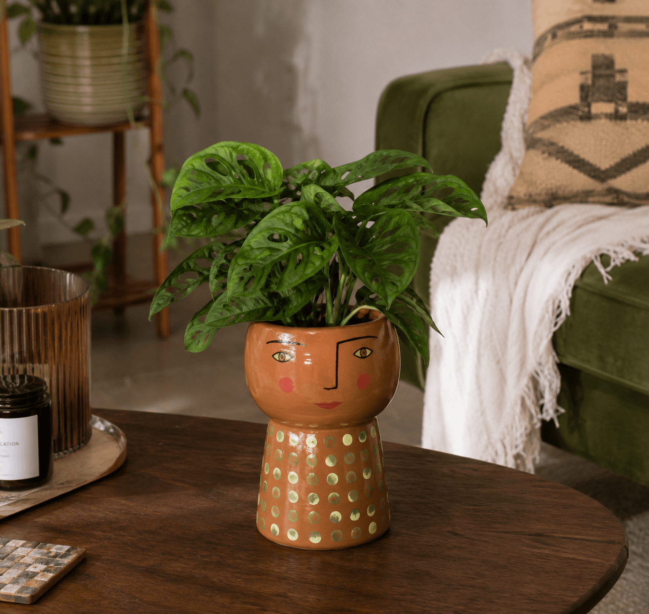 Monstera adansonii displayed in a repurposed decorative vessel